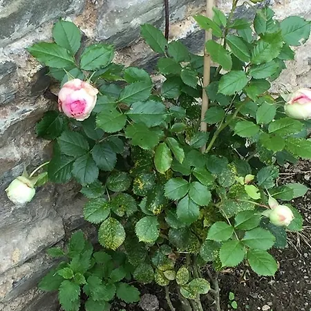 Bed and Breakfast Le Manoir De Benedicte Cahan