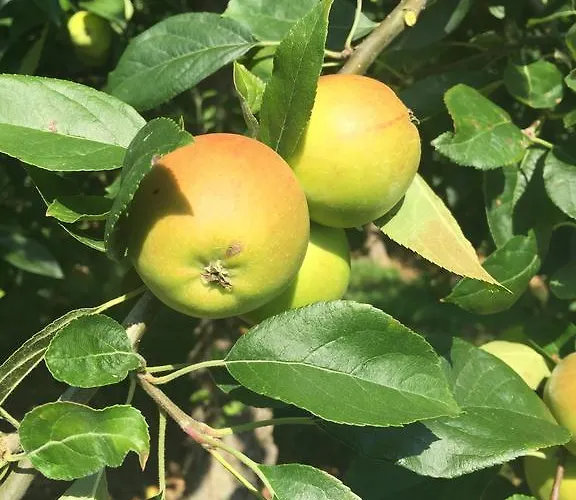 Le Manoir De Bénédicte Bed & Breakfast