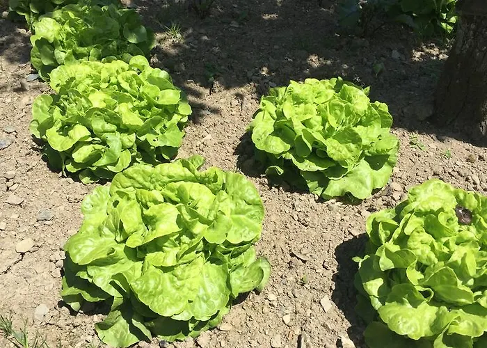 Le Manoir De Bénédicte Cahan