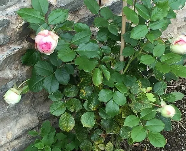 Bed & Breakfast Le Manoir De Bénédicte Cahan